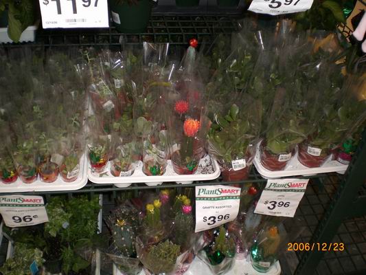 Resize of CIMG0269.JPG